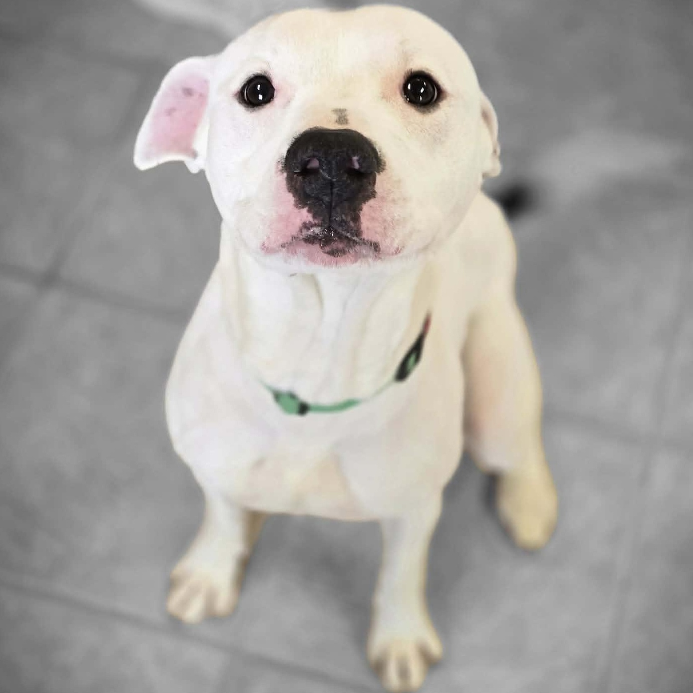 Pupsicle, ADOPTABLE, Young Male Pit Bull Terrier.
