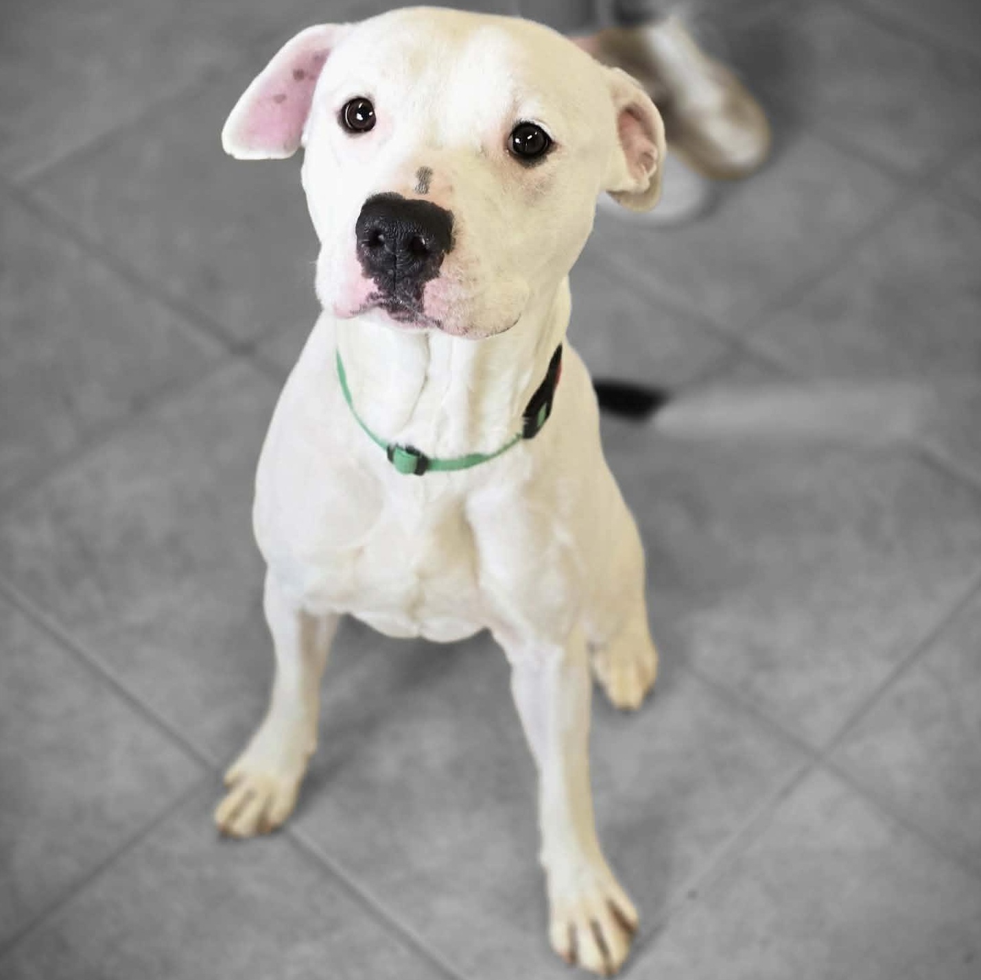 Pupsicle, a ADOPTABLE mixed breed in Waterloo, IA image 4/4