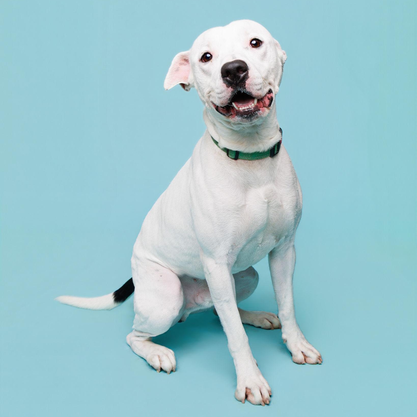 Pupsicle, a ADOPTABLE mixed breed in Waterloo, IA image 2/3