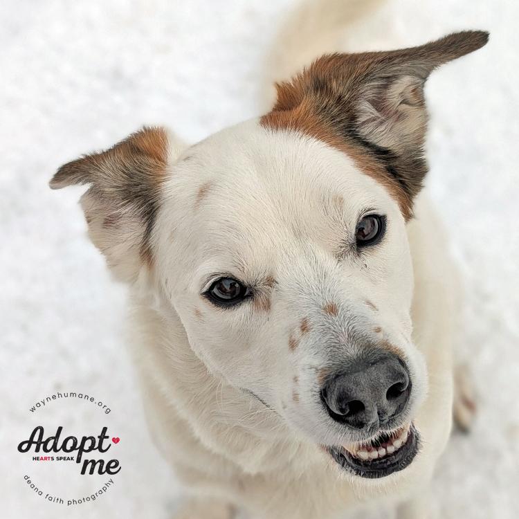 Garris, ADOPTABLE, Adult Male Australian Shepherd & Border Collie.