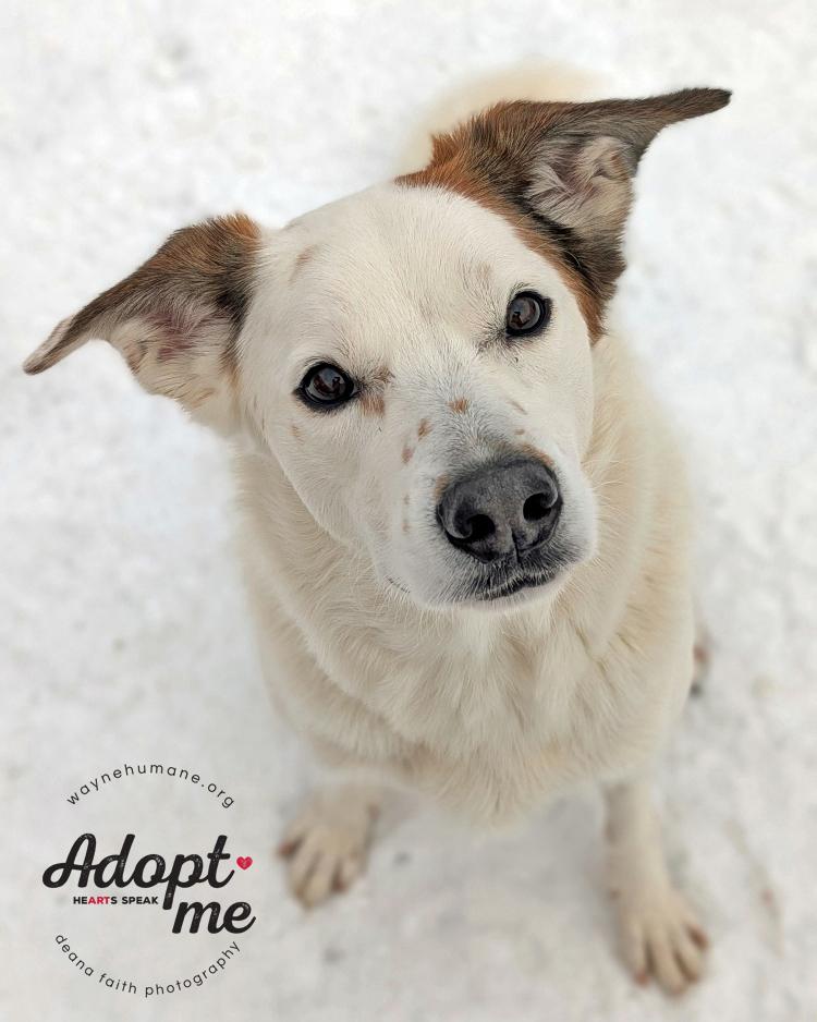 Enlarge Garris, a ADOPTABLE mixed breed in Lyons, NY image 2/5