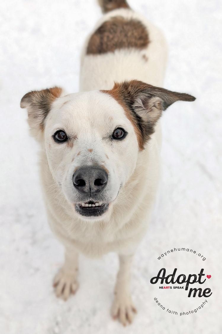 Enlarge Garris, a ADOPTABLE mixed breed in Lyons, NY image 3/5