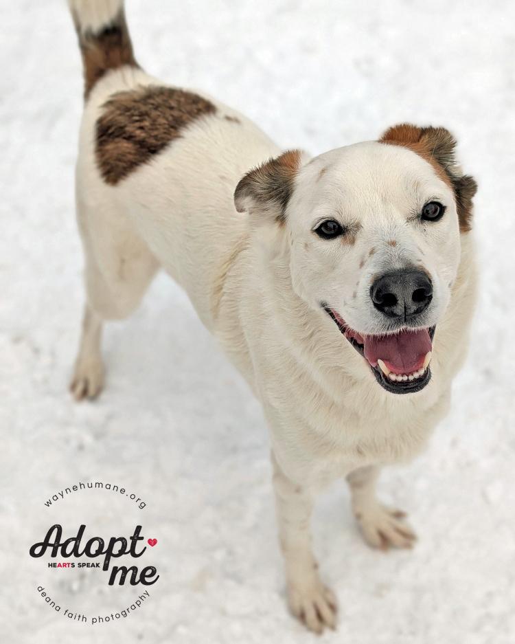 Enlarge Garris, a ADOPTABLE mixed breed in Lyons, NY image 4/5