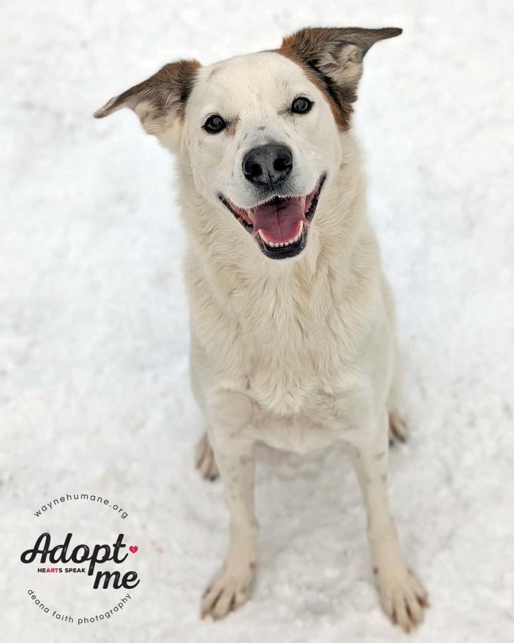 Enlarge Garris, a ADOPTABLE mixed breed in Lyons, NY image 5/5