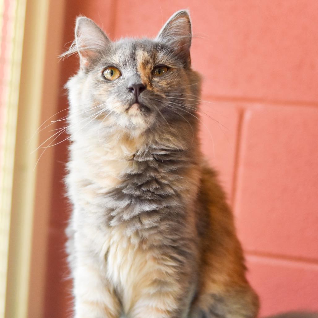 Naupaka, Adoptable, Young Female Domestic Medium Hair.