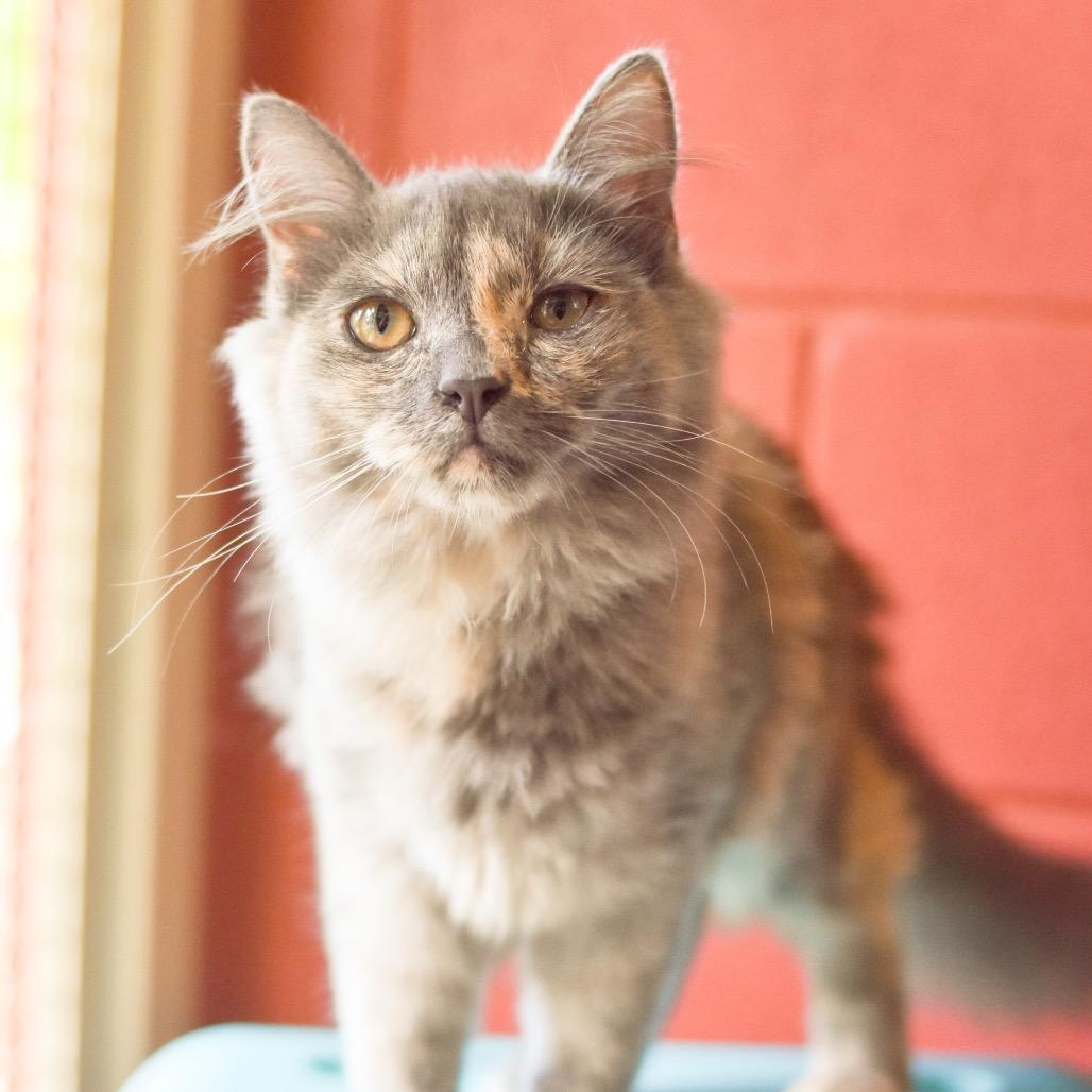 Enlarge Naupaka, a Adoptable Domestic Medium Hair in Kailua Kona, HI image 2/6