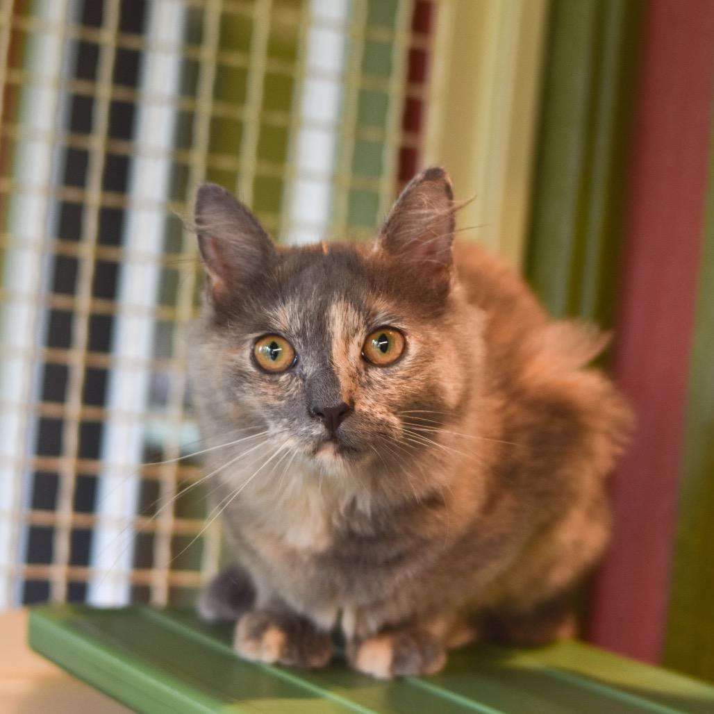 Enlarge Naupaka, a Adoptable Domestic Medium Hair in Kailua Kona, HI image 3/6