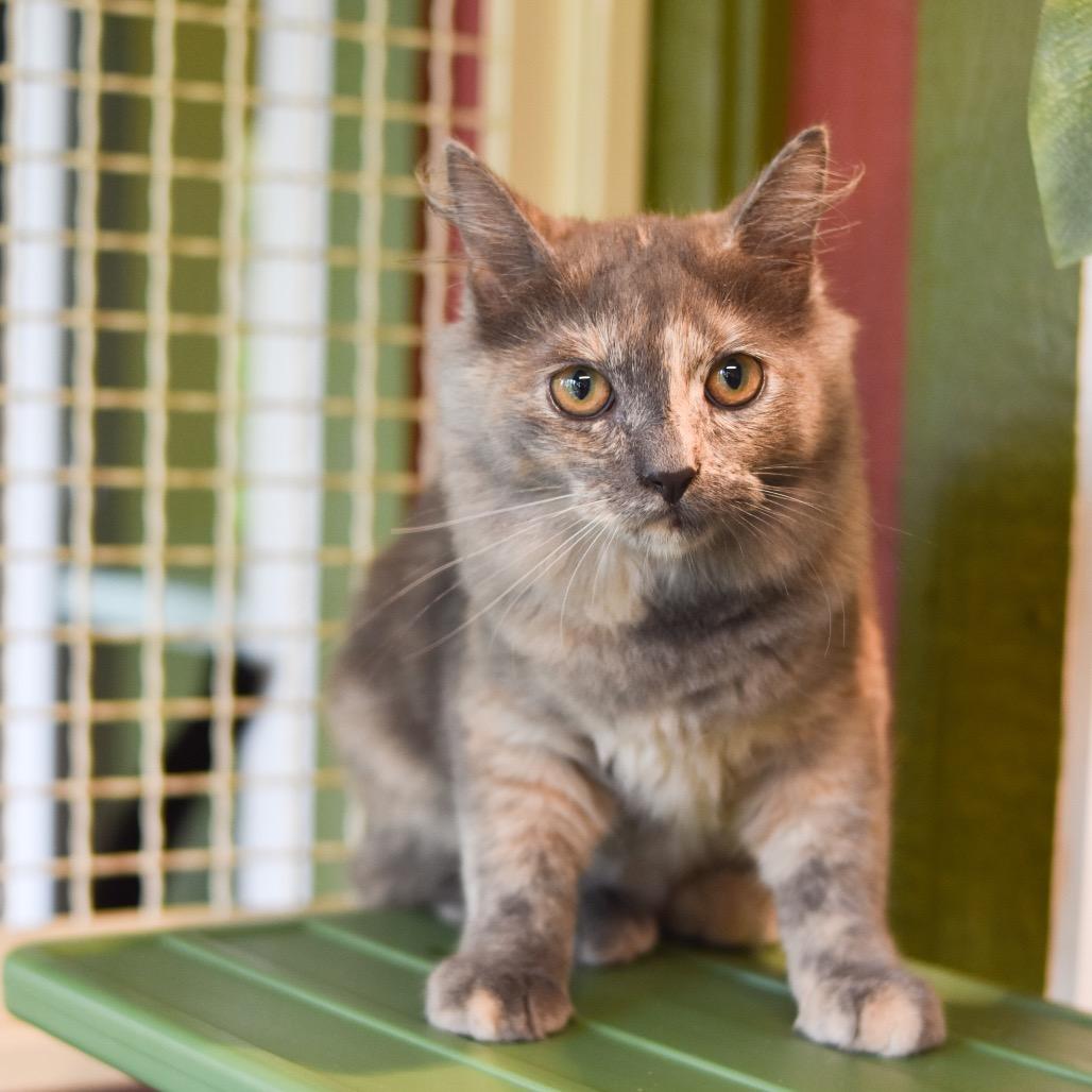 Enlarge Naupaka, a Adoptable Domestic Medium Hair in Kailua Kona, HI image 4/6