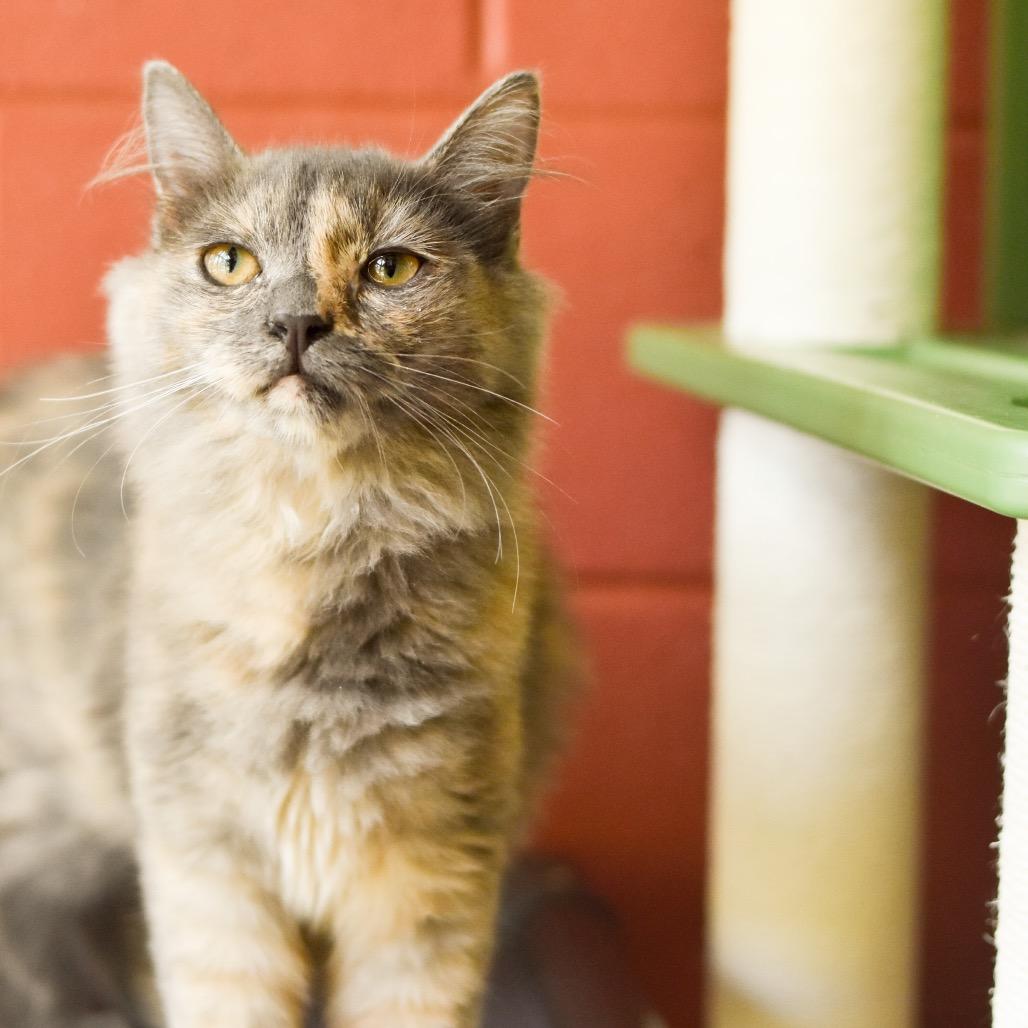 Enlarge Naupaka, a Adoptable Domestic Medium Hair in Kailua Kona, HI image 5/6