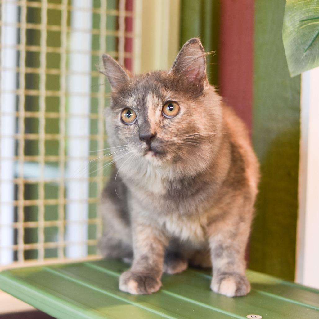 Enlarge Naupaka, a Adoptable Domestic Medium Hair in Kailua Kona, HI image 6/6