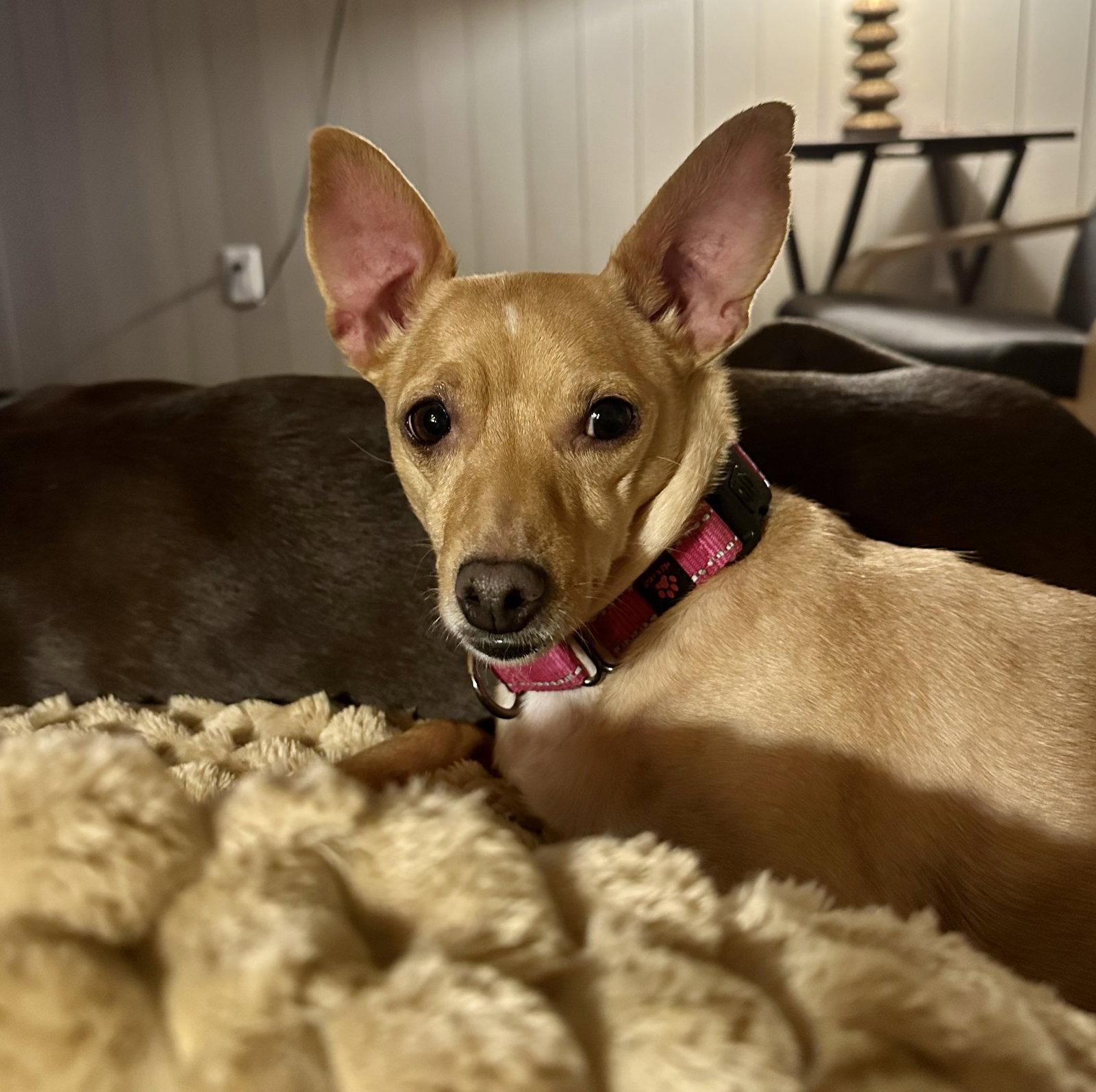 Maggie, Adoptable, Adult Female Chihuahua.