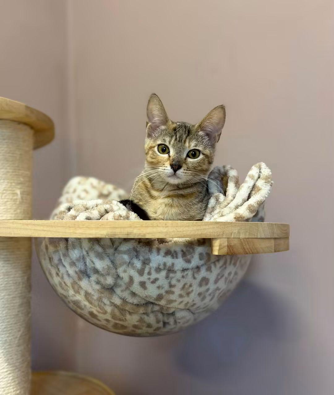 Enlarge The Flower Girls, a Adoptable Domestic Short Hair in Kirkland, WA image 1/5