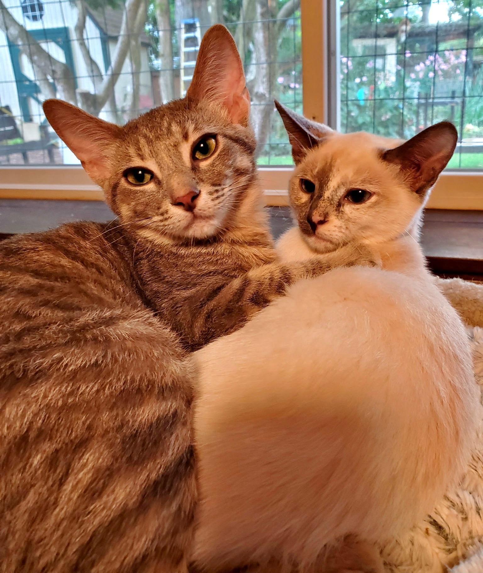 Enlarge The Flower Girls, a Adoptable Domestic Short Hair in Kirkland, WA image 4/5