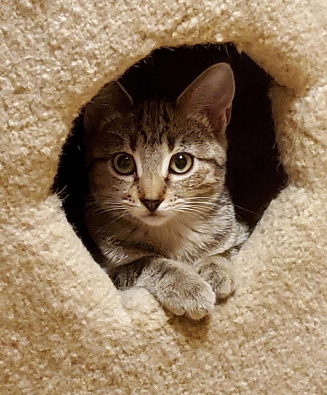 Enlarge The Flower Girls, a Adoptable Domestic Short Hair in Kirkland, WA image 5/5