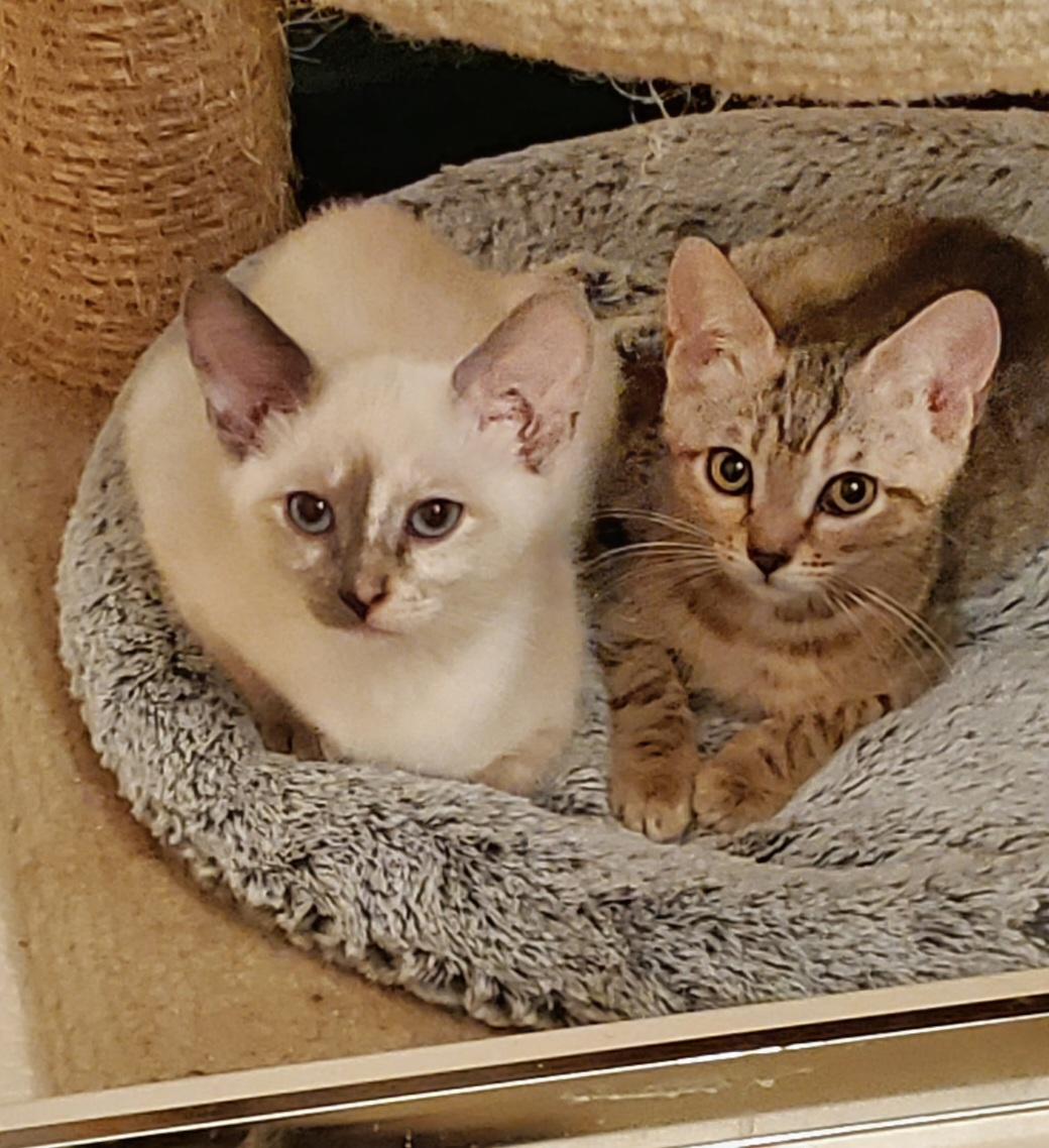 Enlarge The Flower Girls, a Adoptable Domestic Short Hair in Kirkland, WA image 3/5