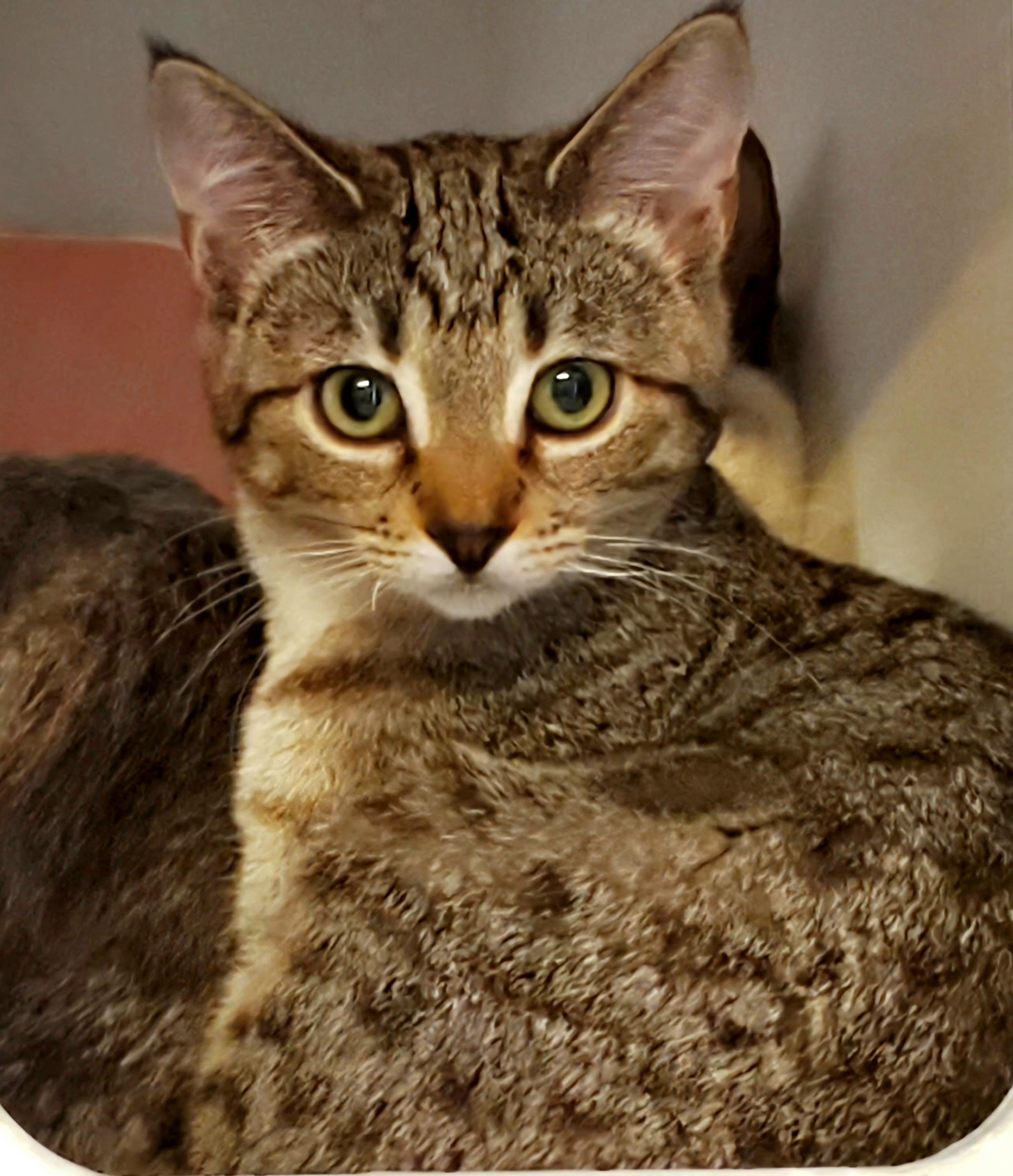 Enlarge The Flower Girls, a Adoptable Domestic Short Hair in Kirkland, WA image 2/5