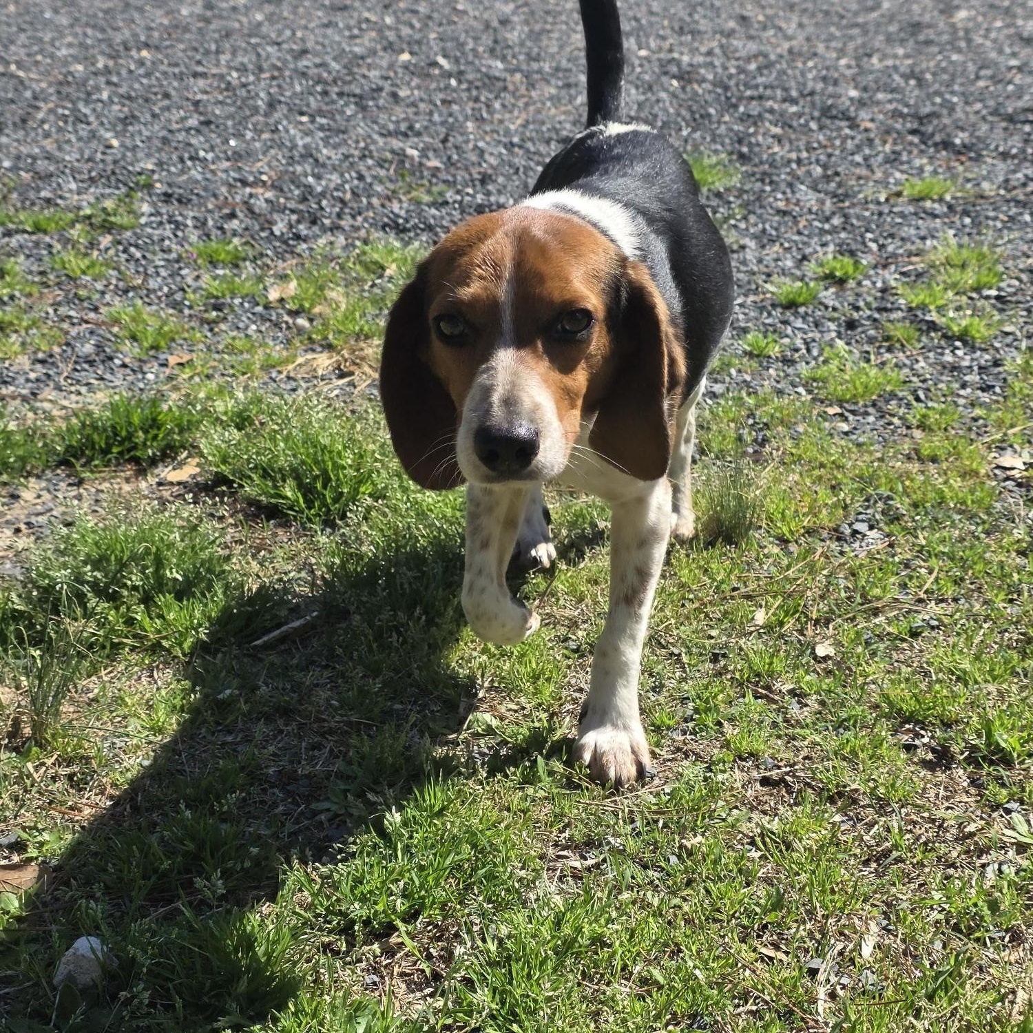 Cowboy, ADOPTABLE, Adult Male Beagle.