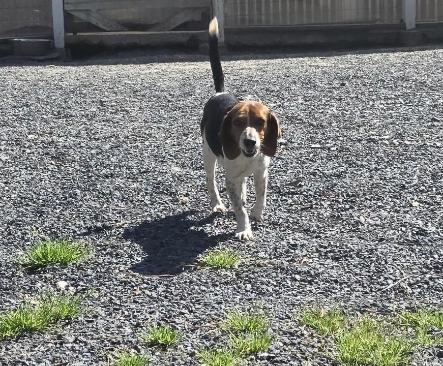 Enlarge Cowboy, a ADOPTABLE mixed breed in Carthage, NC image 2/3