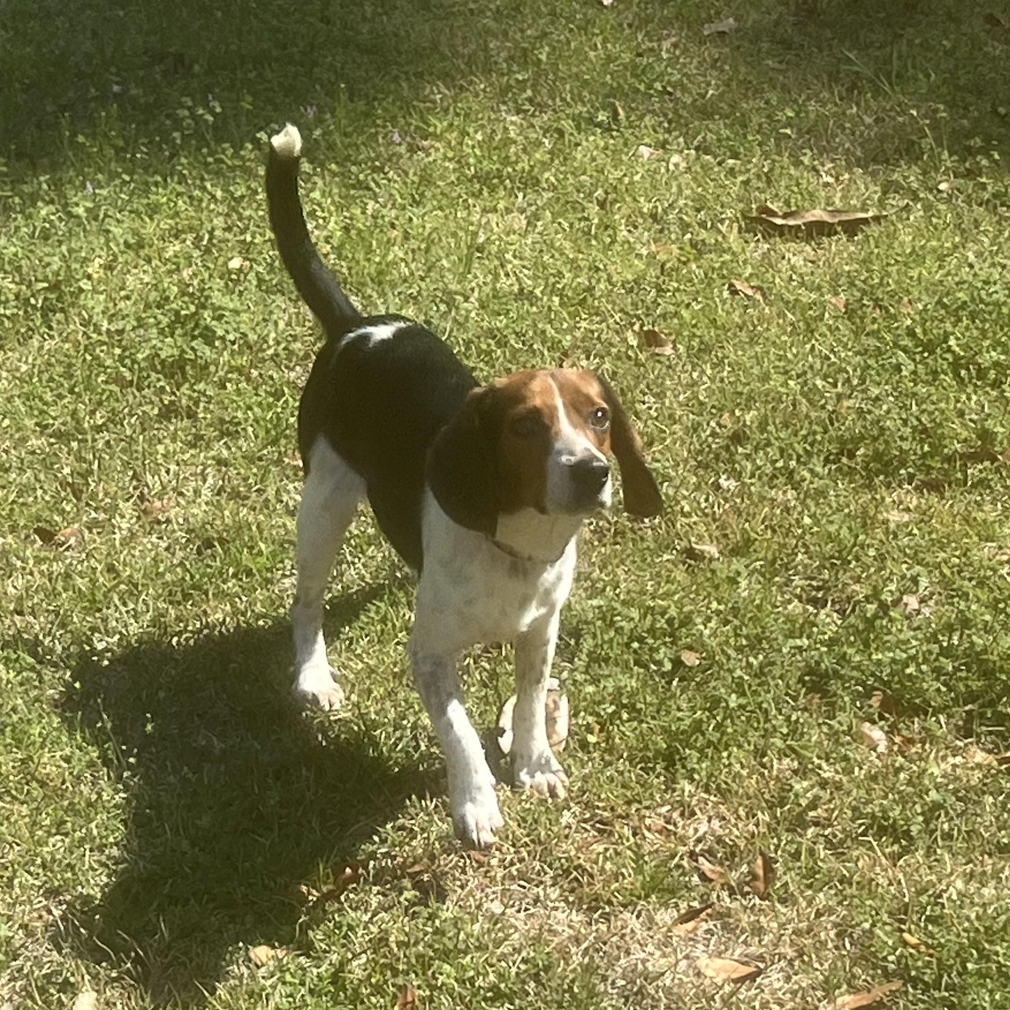 Enlarge Cowboy, a ADOPTABLE mixed breed in Carthage, NC image 3/3