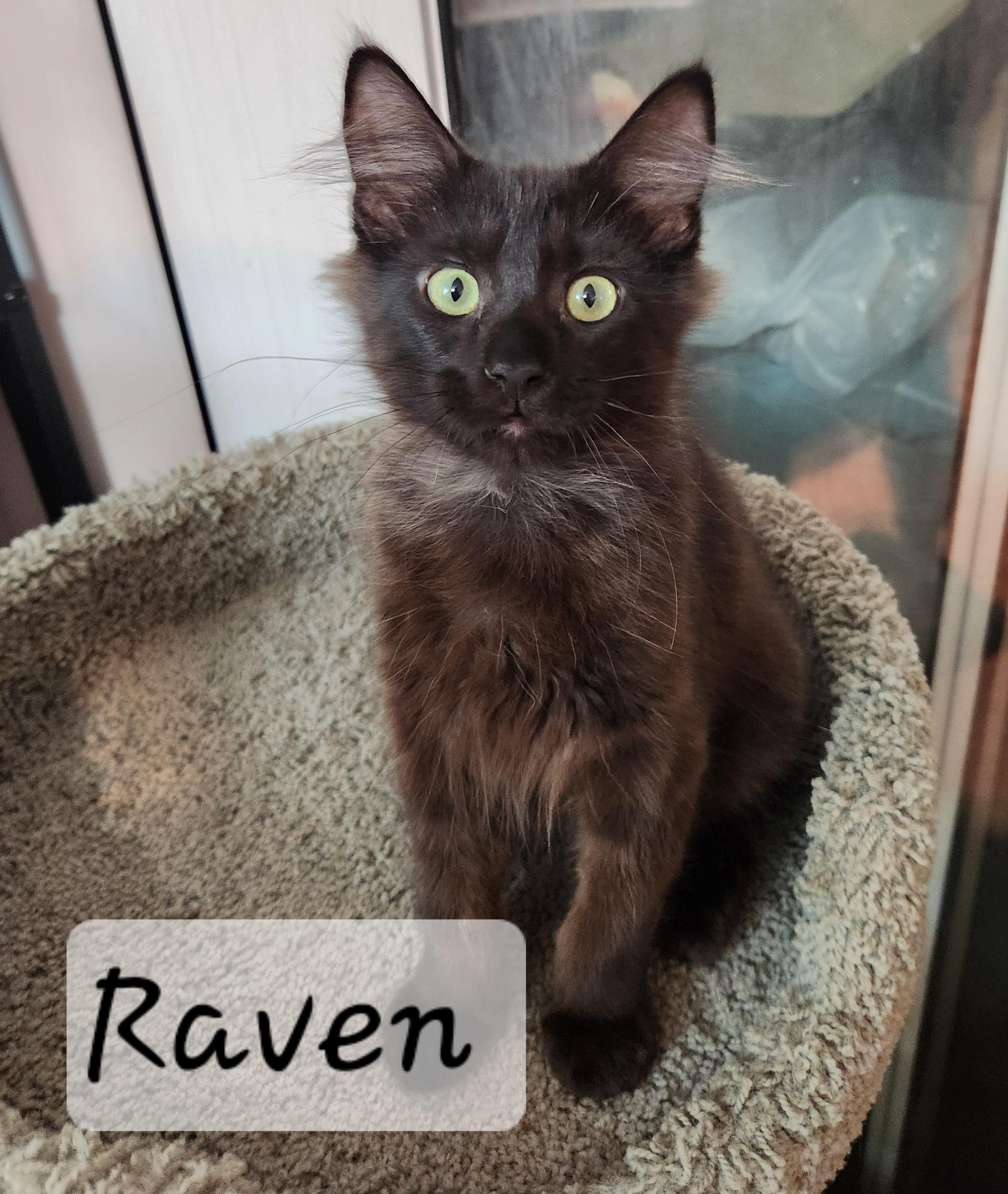 Raven, adopted, Young Male Domestic Long Hair.