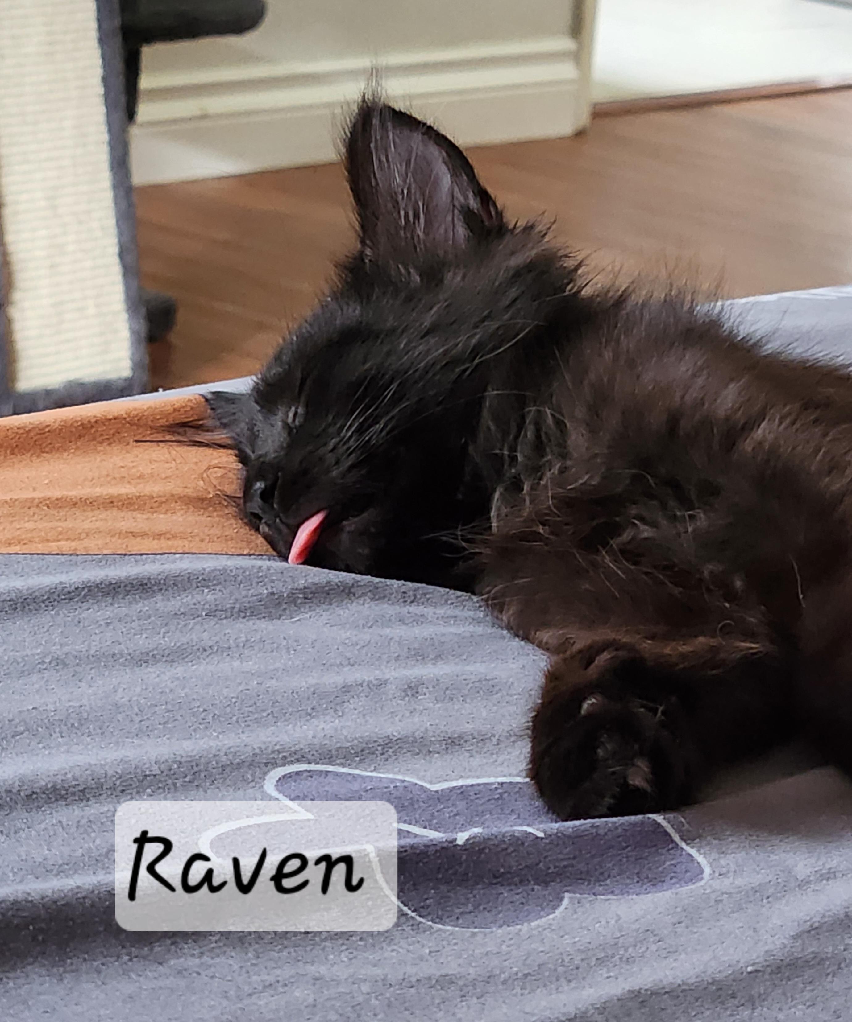 Enlarge Raven, an adopted Domestic Long Hair in Redondo Beach, CA image 2/5