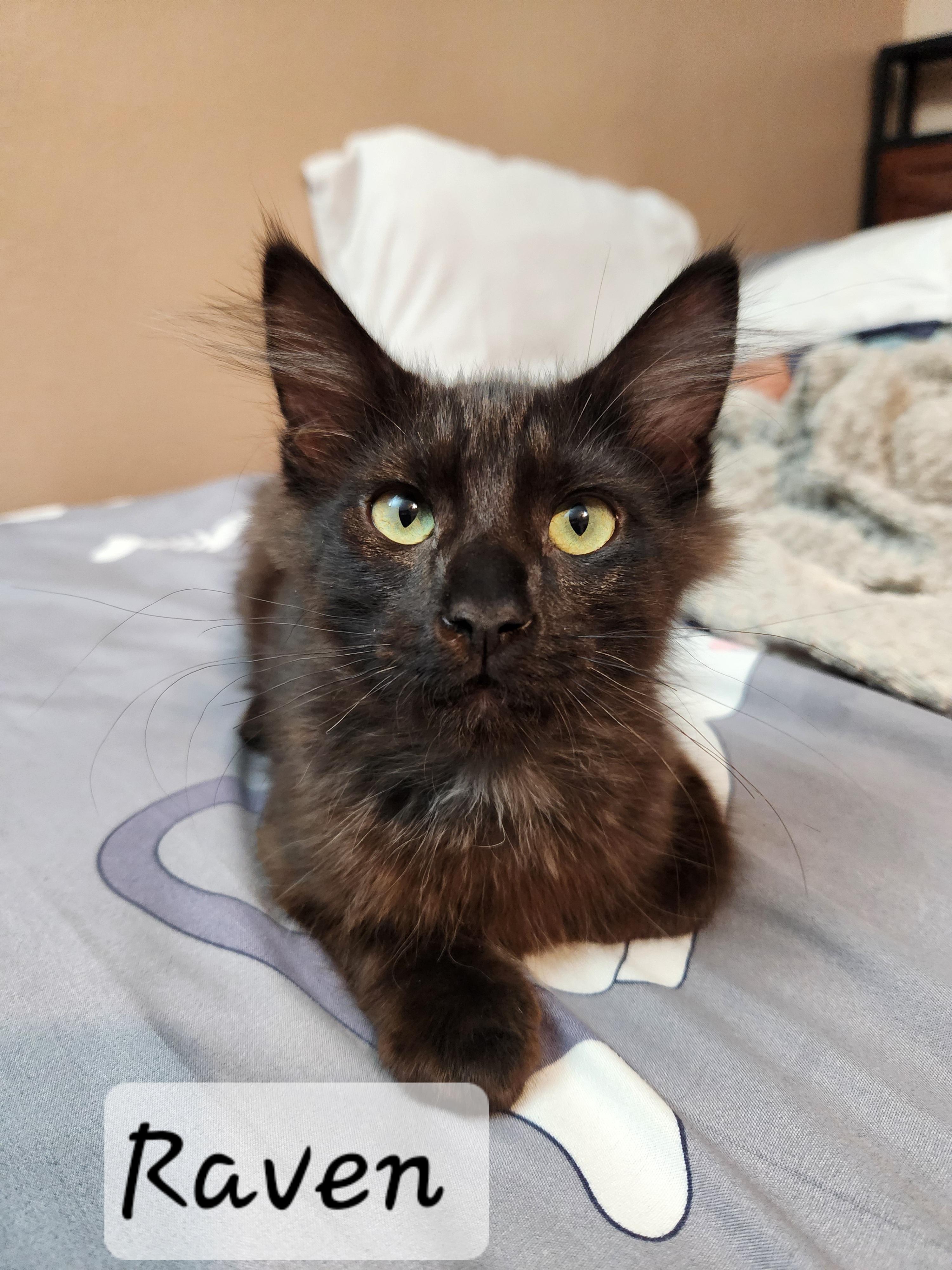 Enlarge Raven, an adopted Domestic Long Hair in Redondo Beach, CA image 4/5