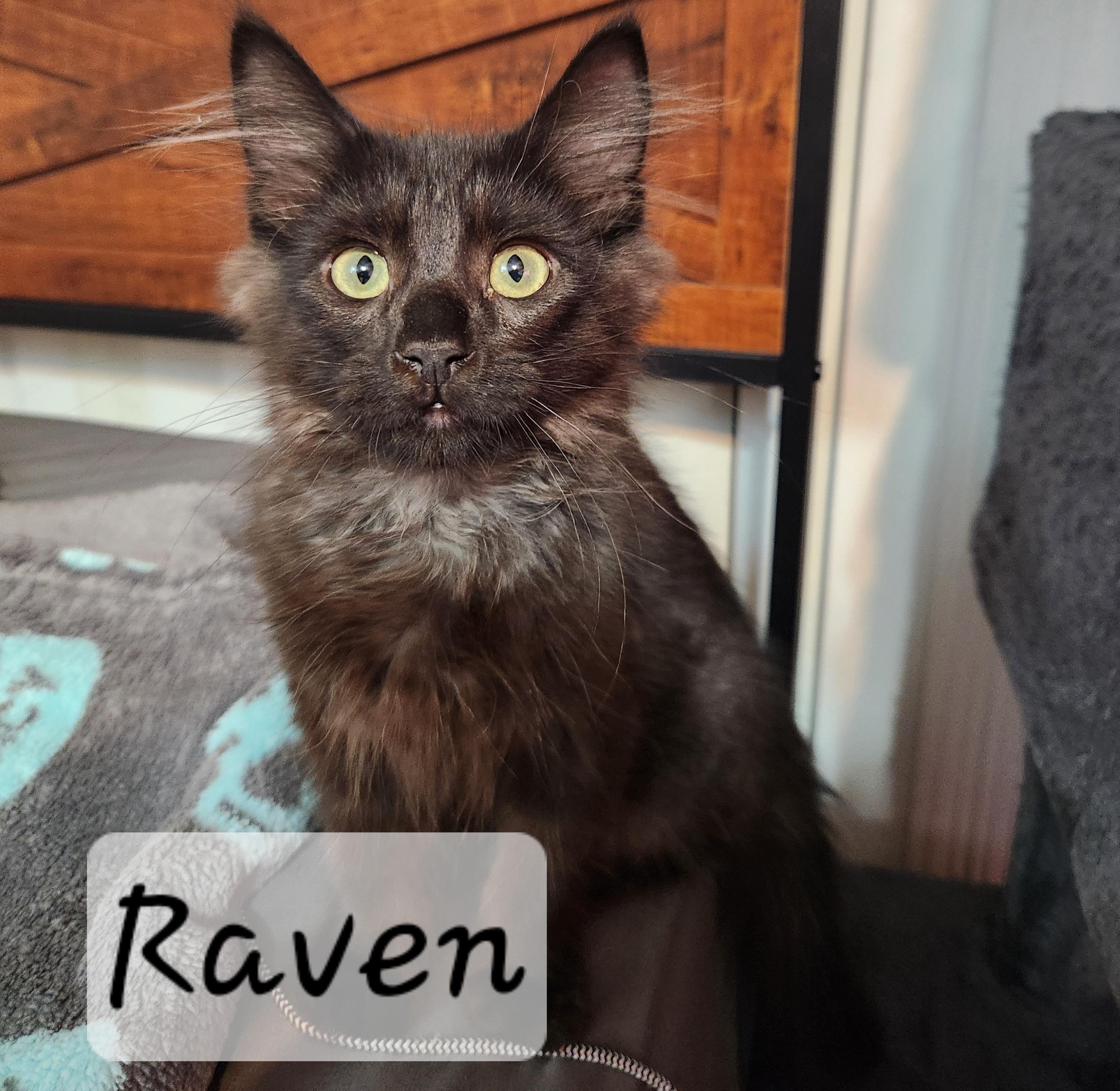 Enlarge Raven, an adopted Domestic Long Hair in Redondo Beach, CA image 5/5