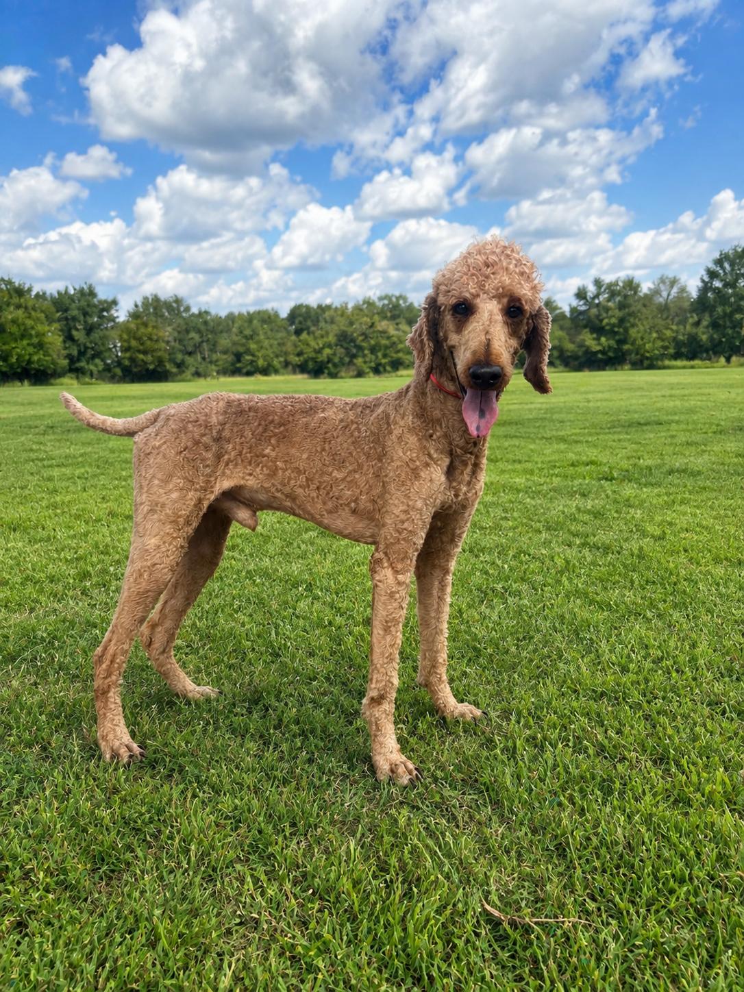 Enlarge Perry Jul 26, a Adoptable mixed breed in Pacolet, SC image 1/3