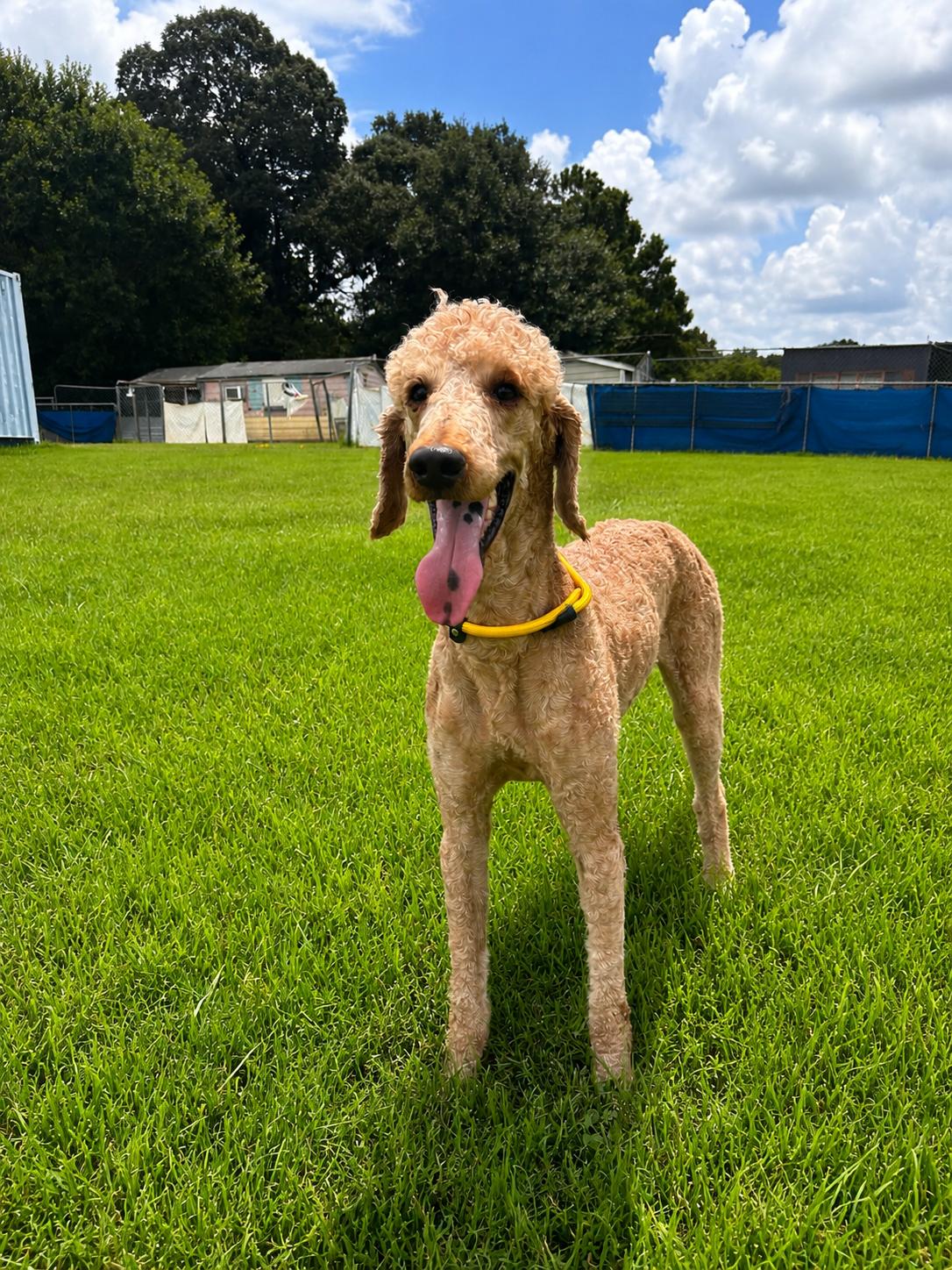 Enlarge Perry Jul 26, a Adoptable mixed breed in Pacolet, SC image 3/3