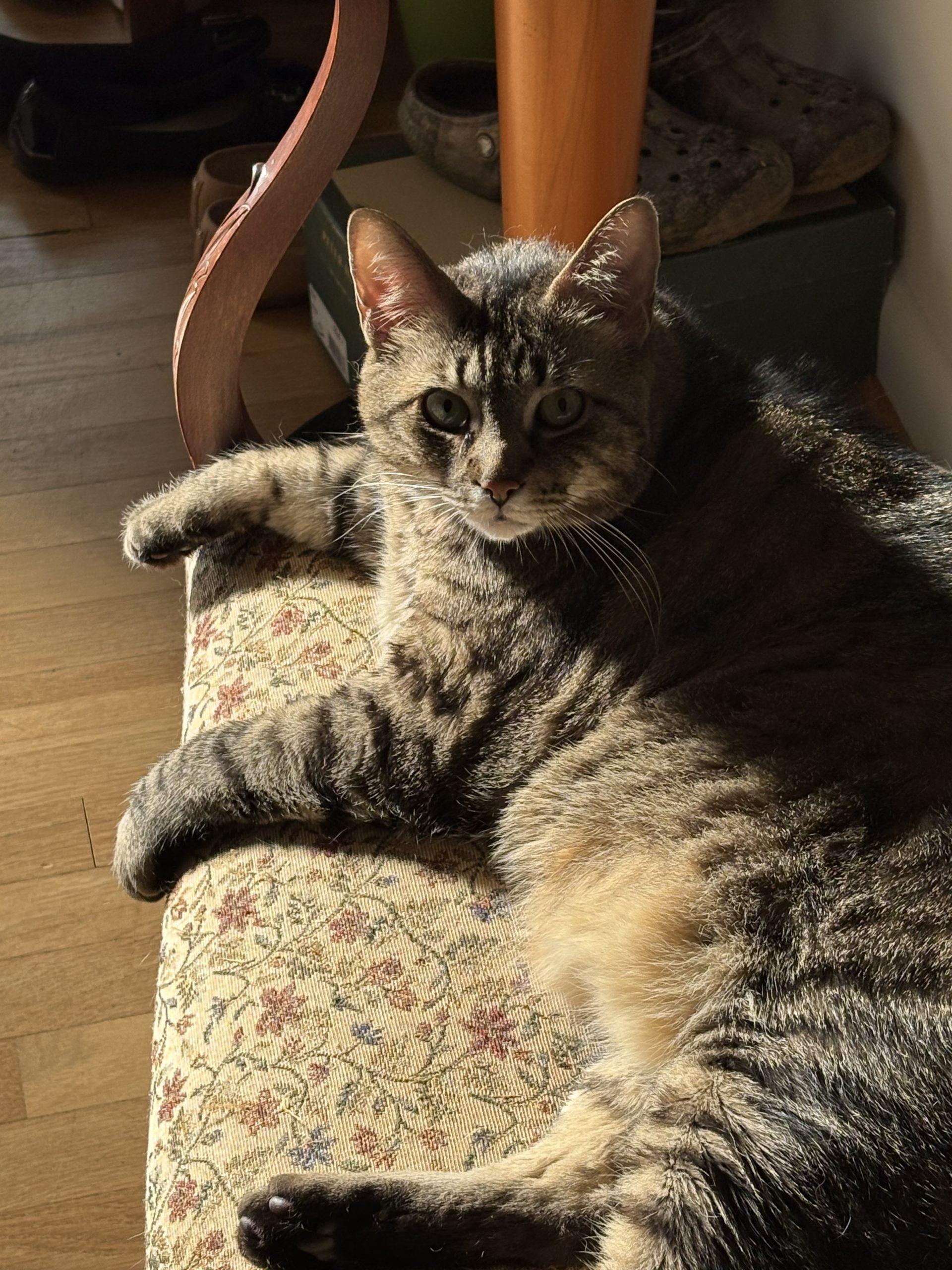Enlarge Ash, a Adoptable Domestic Short Hair in Gaithersburg, MD image 1/1