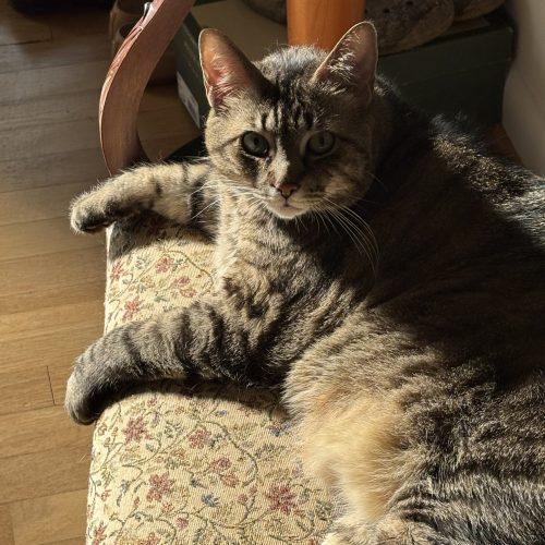 Ash, Adoptable, Young Male Domestic Short Hair.