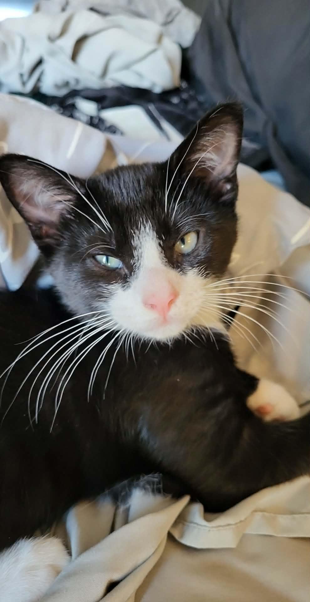 Jasper, Adoptable, Young Male Domestic Short Hair.