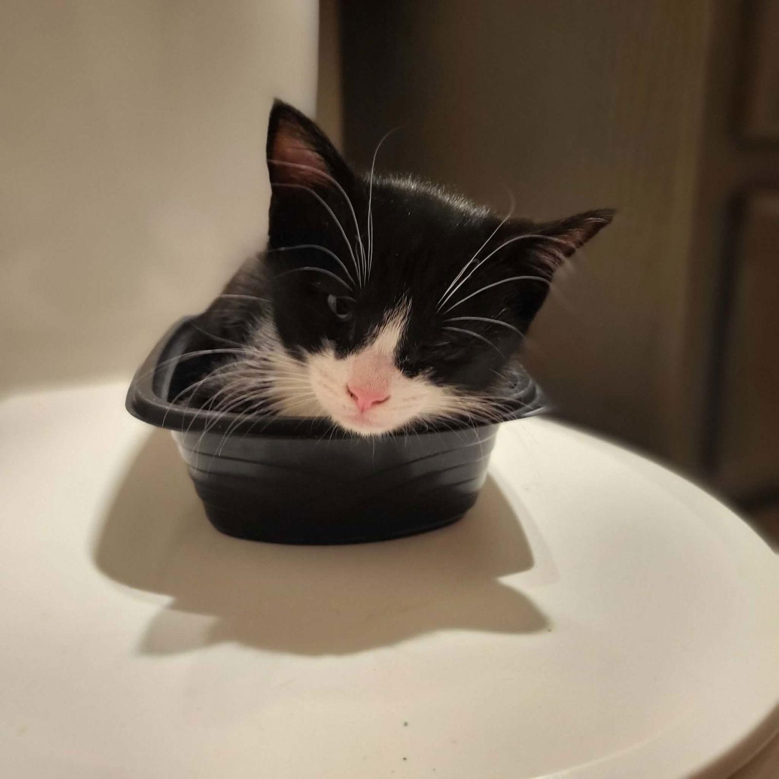 Enlarge Jasper, a Adoptable Domestic Short Hair in Sicklerville , NJ image 2/3