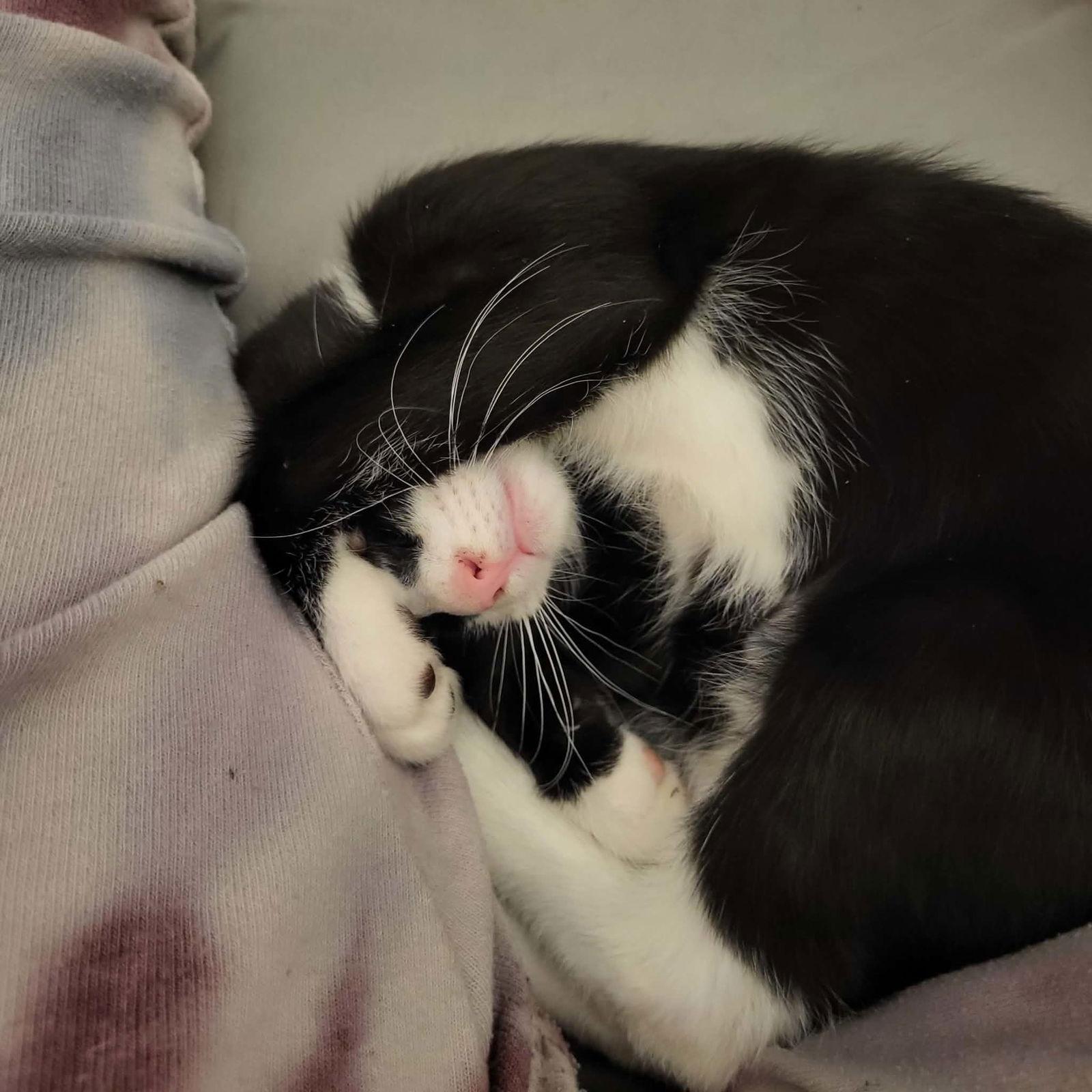 Enlarge Jasper, a Adoptable Domestic Short Hair in Sicklerville , NJ image 3/3