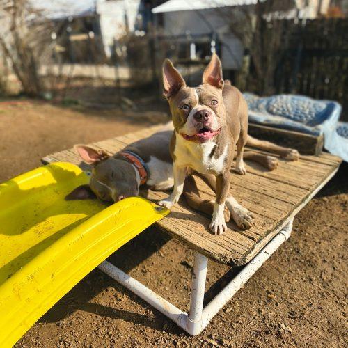 Ziggy, a Adoptable mixed breed in Georgetown, KY image 1/5