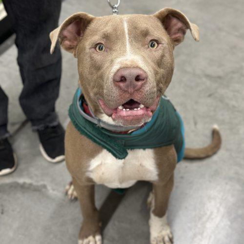 Enlarge Ziggy, a Adoptable mixed breed in Georgetown, KY image 1/6