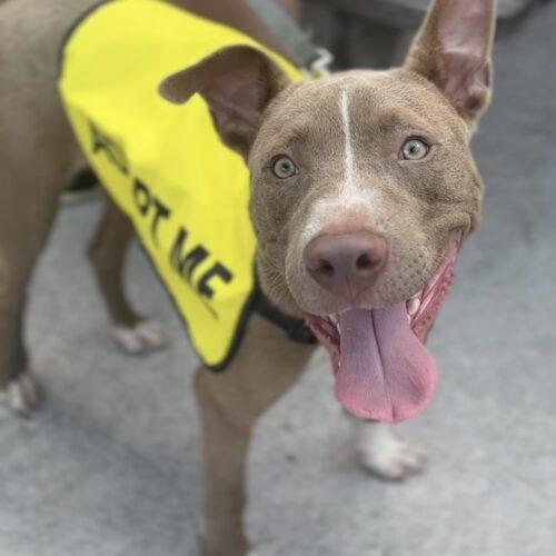 Enlarge Ziggy, a Adoptable mixed breed in Georgetown, KY image 4/6