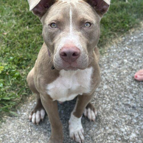 Enlarge Ziggy, a Adoptable mixed breed in Georgetown, KY image 5/6