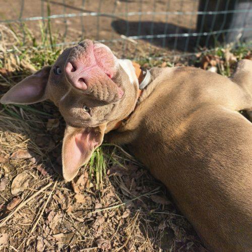 Ziggy, a Adoptable mixed breed in Georgetown, KY image 3/5