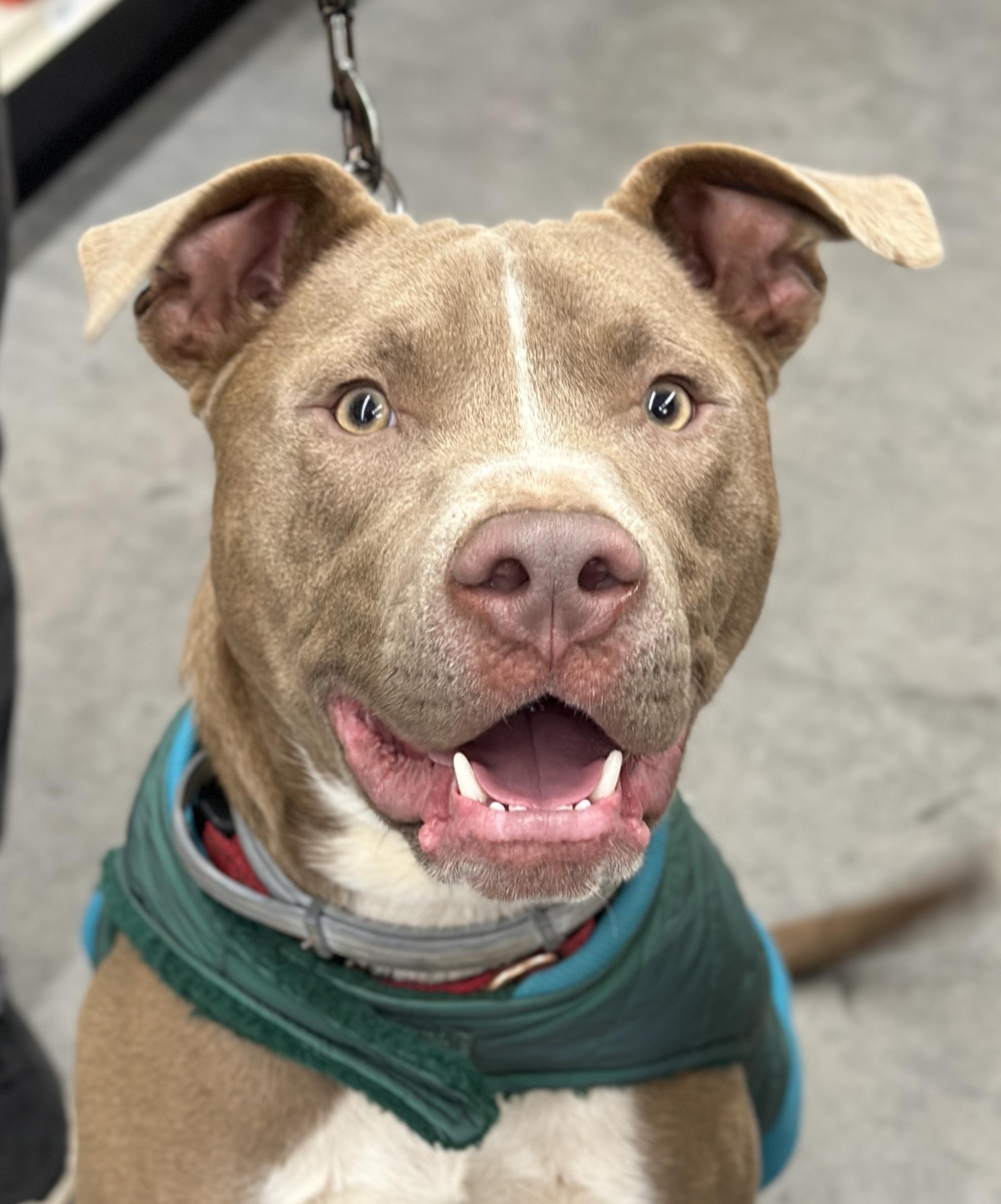 Enlarge Ziggy, a Adoptable mixed breed in Georgetown, KY image 2/6