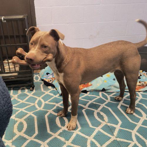 Enlarge Ziggy, a Adoptable mixed breed in Georgetown, KY image 6/6