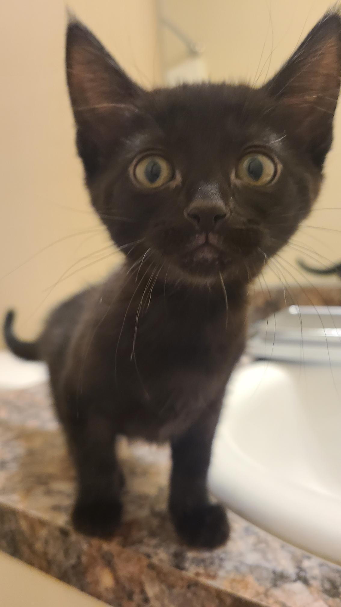 Milk - Winterville, GA, an adopted mixed breed in Athens, GA image 3/6