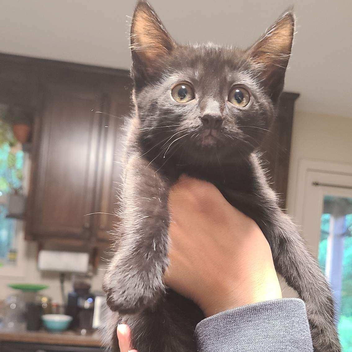 Milk - Winterville, GA, an adopted mixed breed in Athens, GA image 4/6