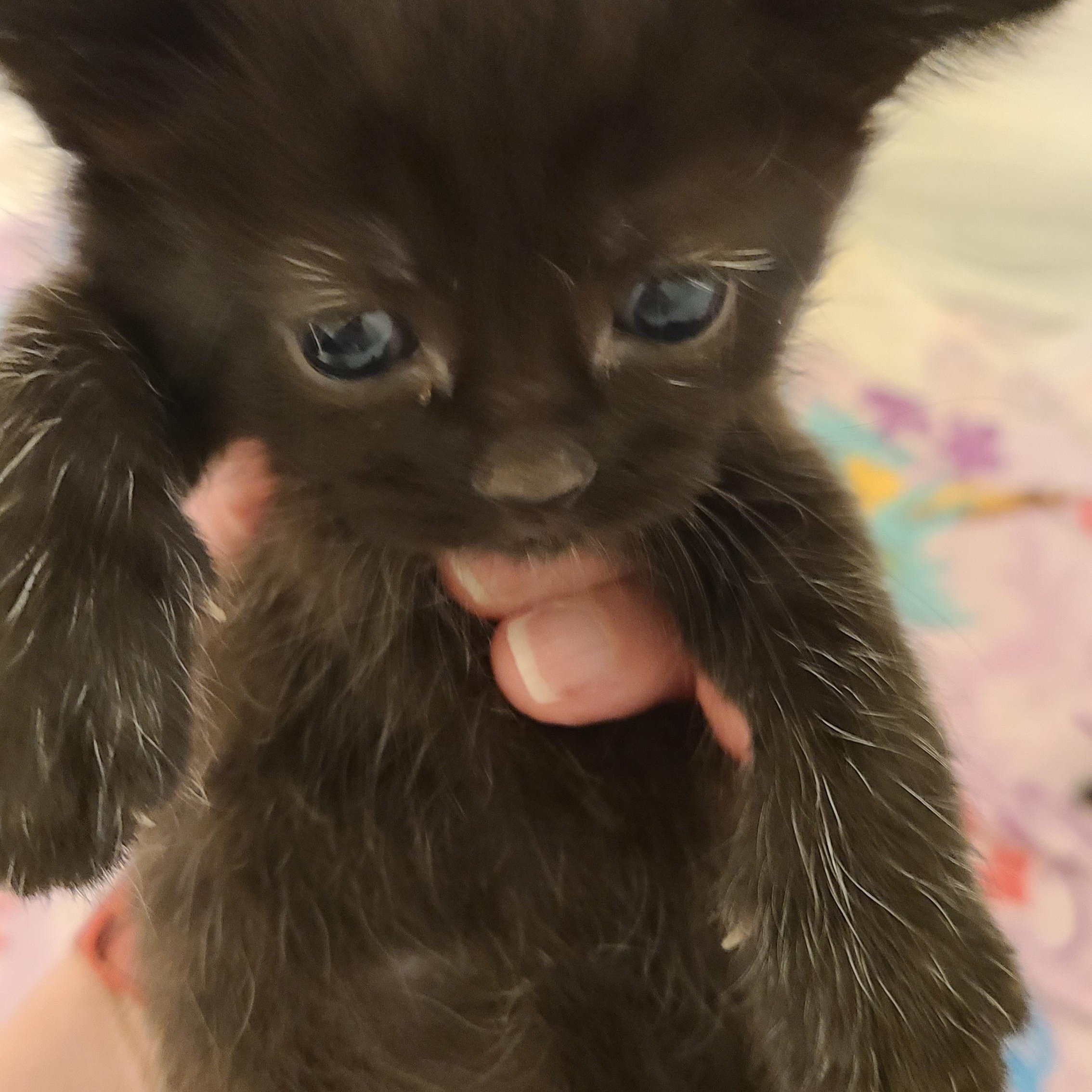 Milk - Winterville, GA, an adopted mixed breed in Athens, GA image 5/6