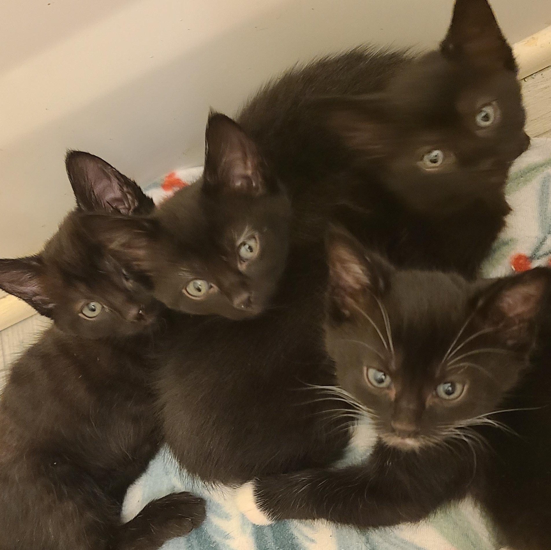 Milk - Winterville, GA, an adopted mixed breed in Athens, GA image 6/6