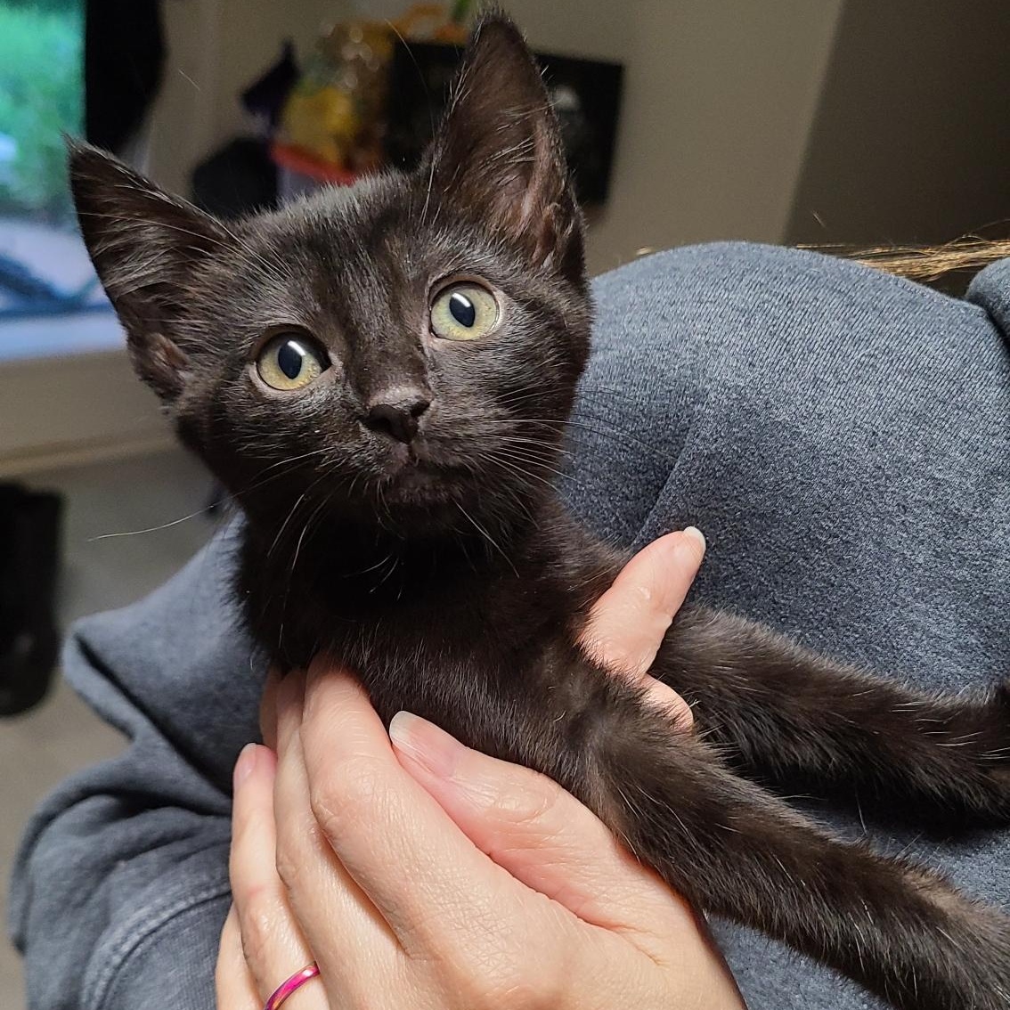 Milk - Winterville, GA, adopted, Kitten Female Domestic Short Hair & Tabby.