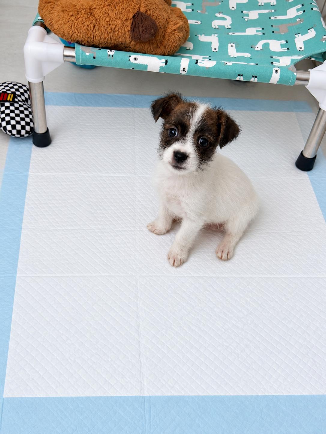 Enlarge LINUS, a Adopted mixed breed in Las Vegas, NV image 2/2