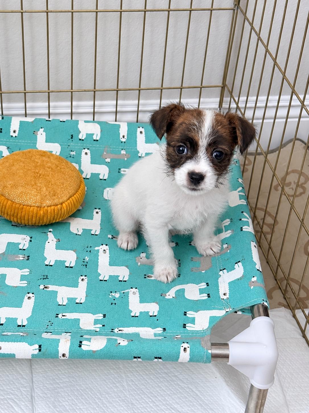 Enlarge LINUS, a Adopted mixed breed in Las Vegas, NV image 1/2