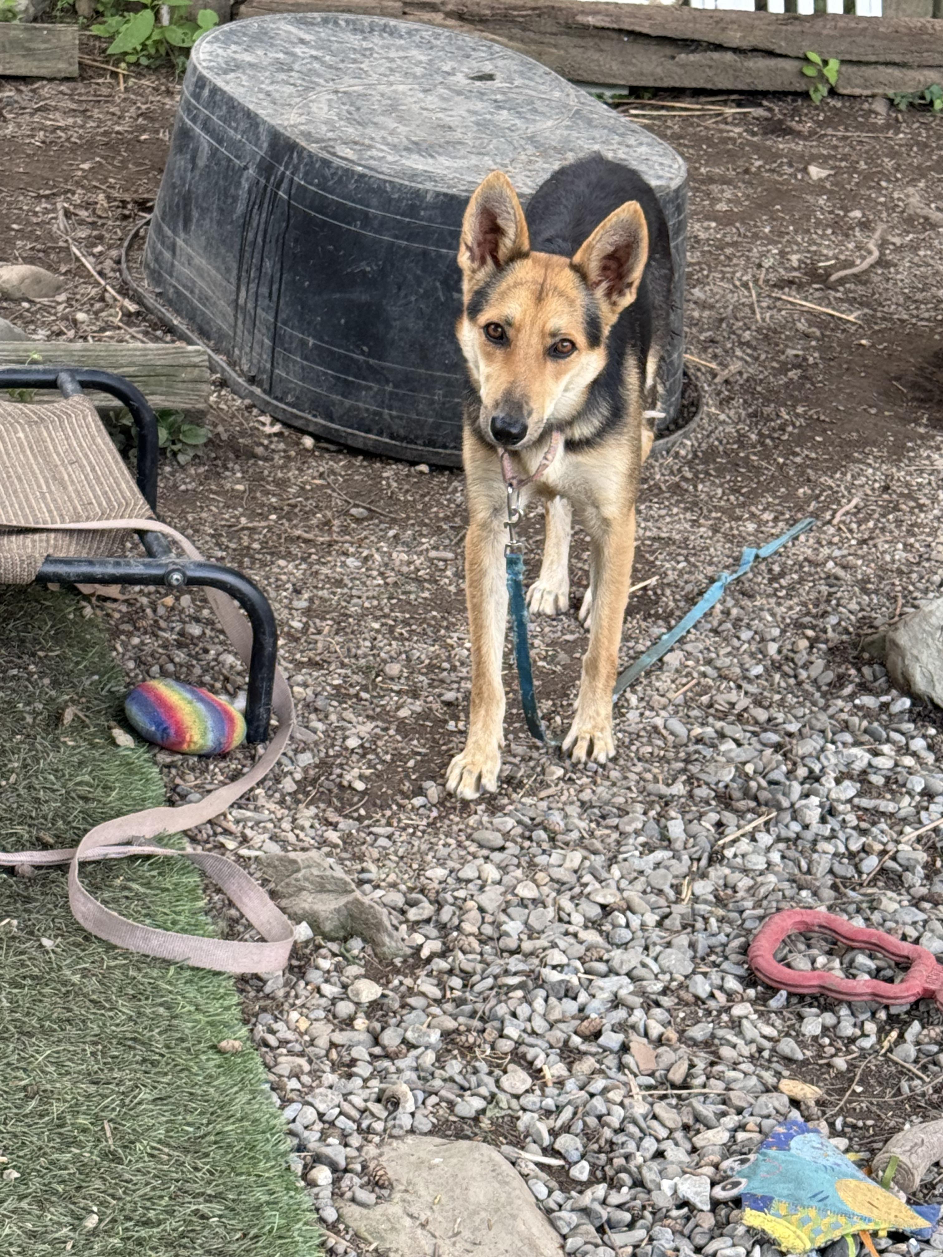 Daisy, a ADOPTABLE mixed breed in Pleasant Valley, NY image 4/5