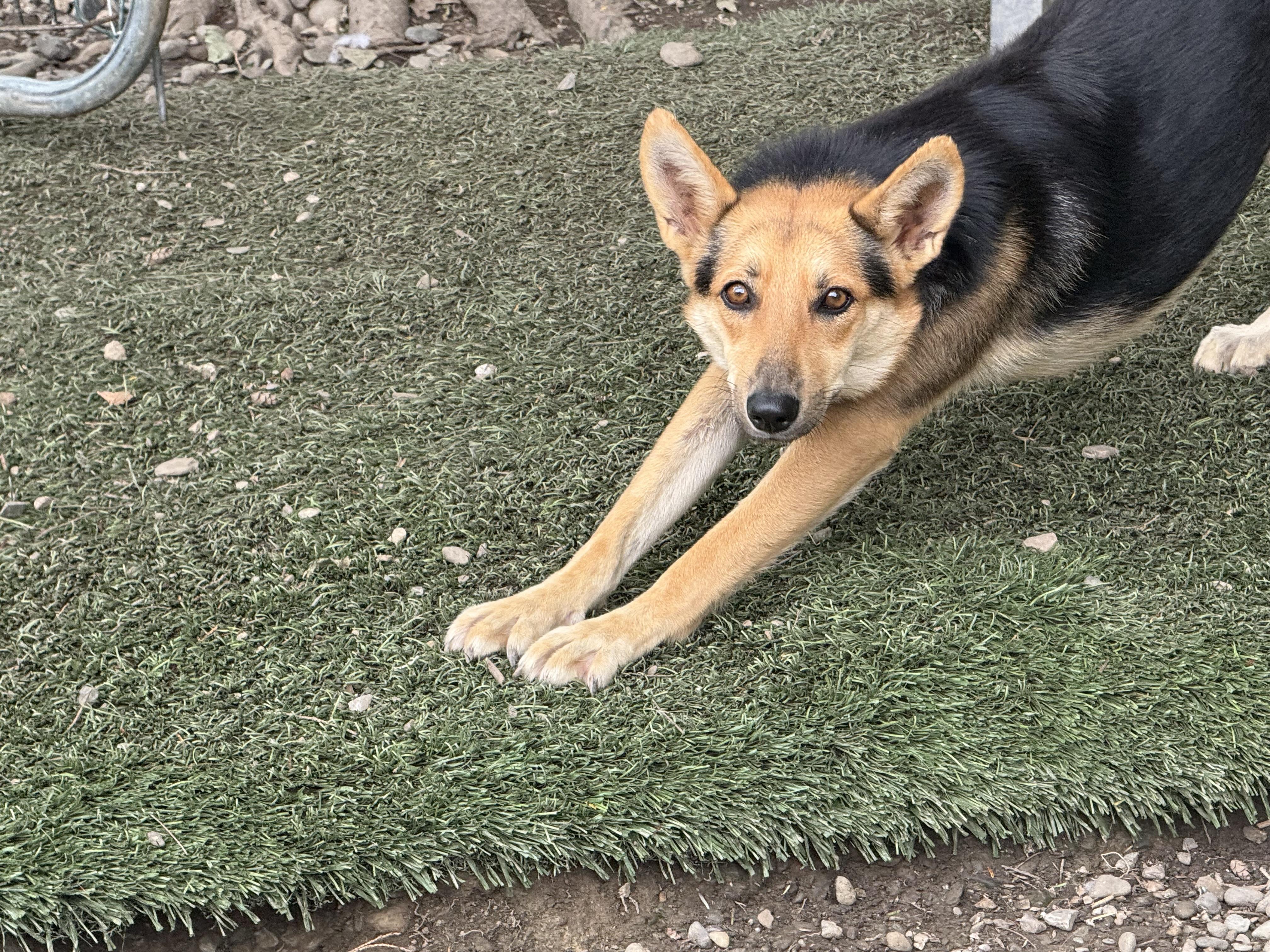 Daisy, a ADOPTABLE mixed breed in Pleasant Valley, NY image 3/5